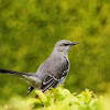 Northern Mockingbird