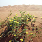 Desert Sand plant