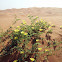 Desert Sand plant