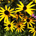 Black eyed Susan