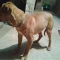 bax'