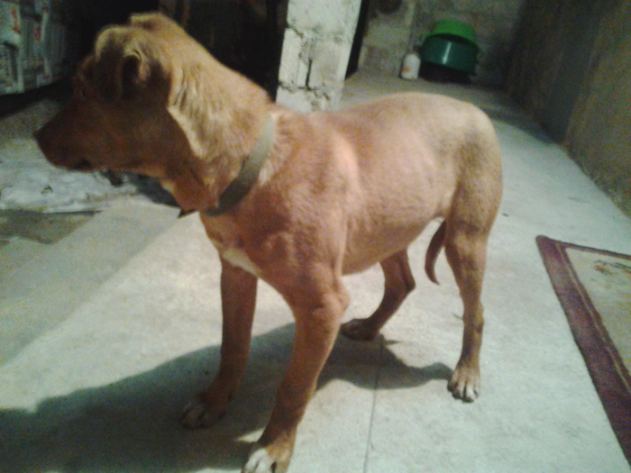 bax
