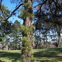 Pitch pine
