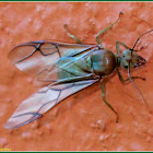 Winged Queen Green Ant