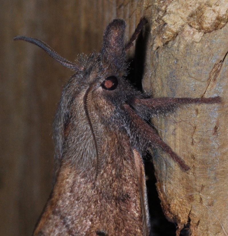 Wattle snout moth