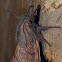 Wattle snout moth