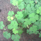 creeping woodsorrel