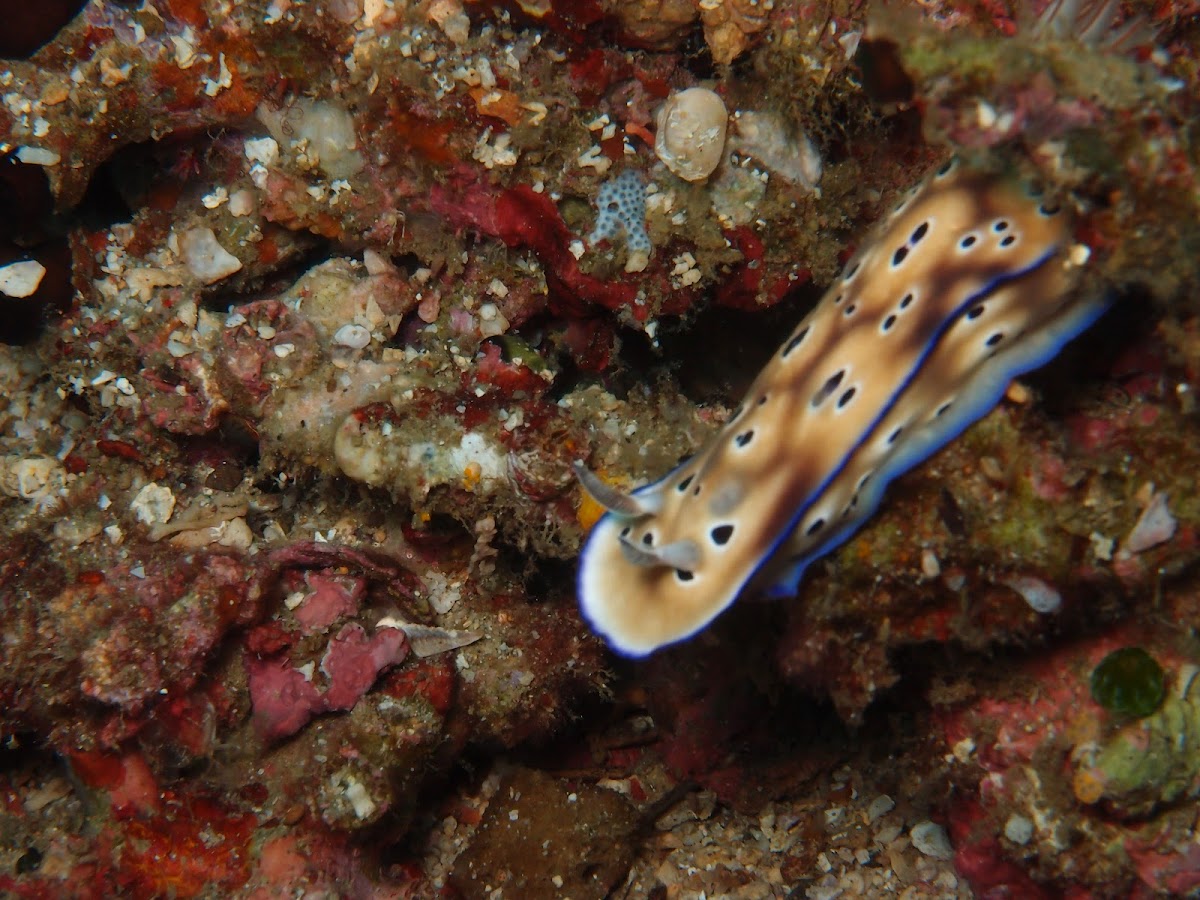 leopard nudi