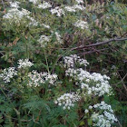 Cow parsley