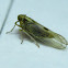Mini planthopper