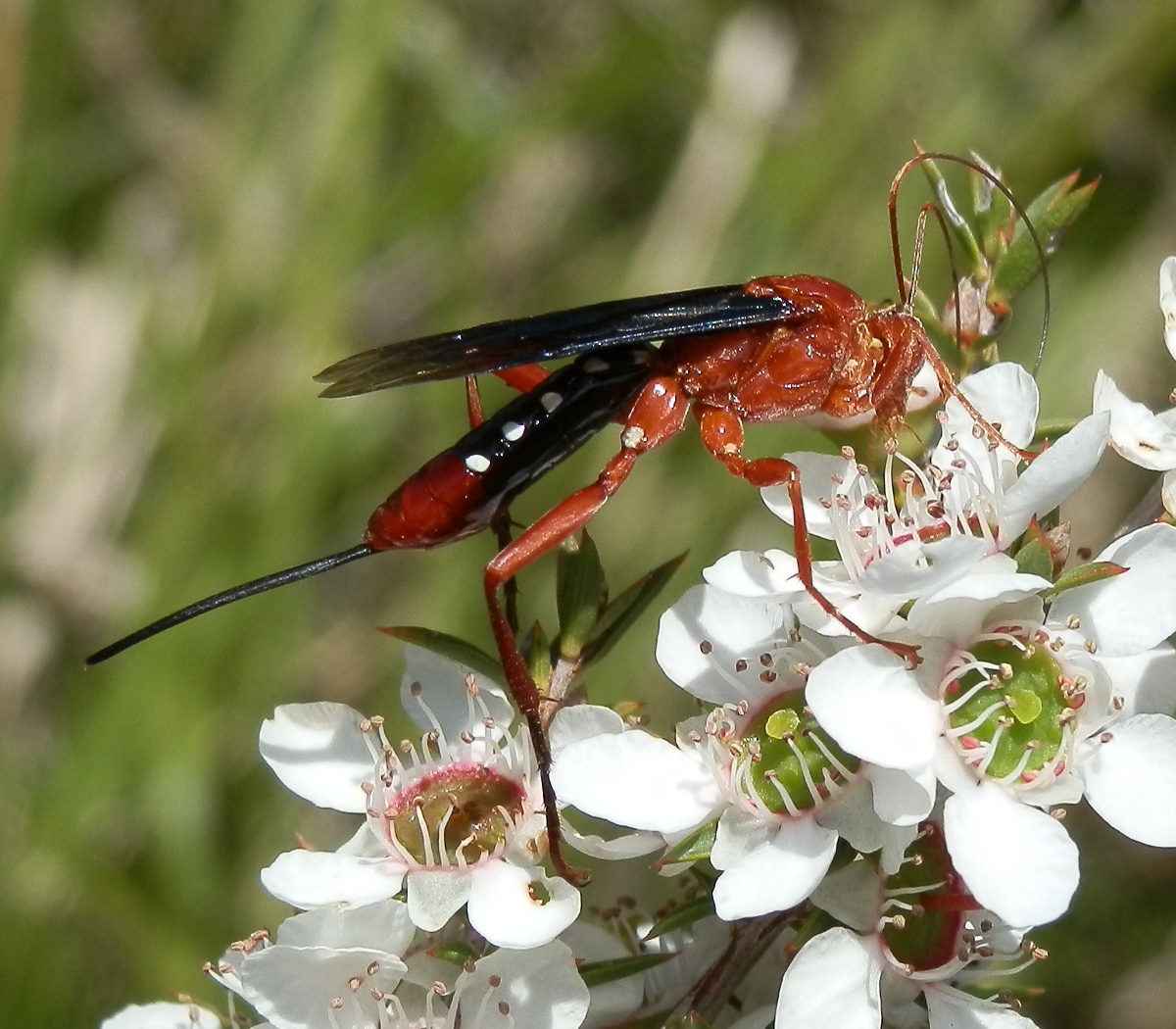 Orchid Dupe Wasp - female