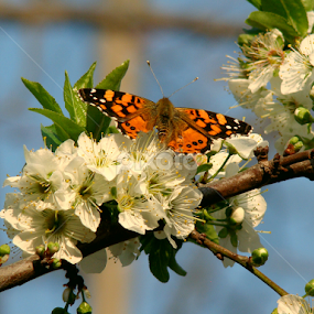 Broken wing by LoRe Pics ARG - Flowers Flower Gardens