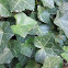 Canarian Ivy