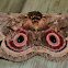 Speckled Emperor Moth