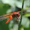 Neon Skimmer Dragonfly