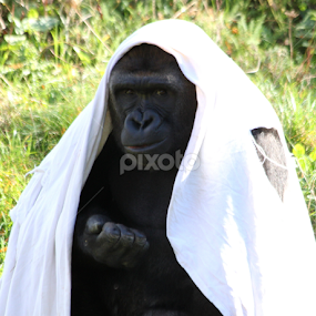 N'Dowe by Miriam Haas - Animals Other Mammals