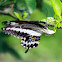 Banded Swallowtail