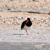 Pied Oystercatcher