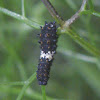 Black Swallowtail caterpillar, second instar