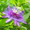 Passionvine Flower