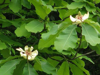 √無料でダウンロード！ ��い 大きな 花 191633-白い 大きな 花