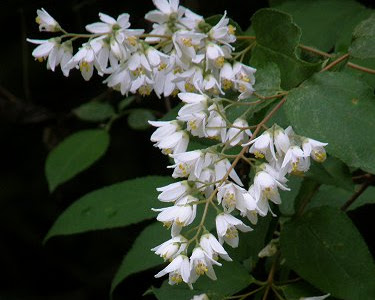 【印刷可能】 咲く木 初夏 の 白い 花 480261