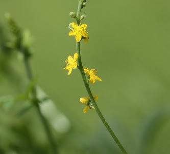 [最も欲しかった] キンミズヒキ 花言葉 801375-キンミズヒキ 花言葉