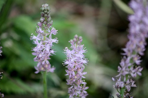 フツウの生活 ツルボは野に咲く花だけど