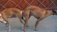 Como Se Aparean Las Caballos
