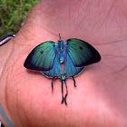 Arcas Tuneta Butterfly