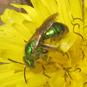 Metallic Green Bee (female)