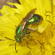 Metallic Green Bee (female)