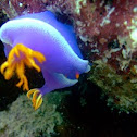 Purple Nudibranch