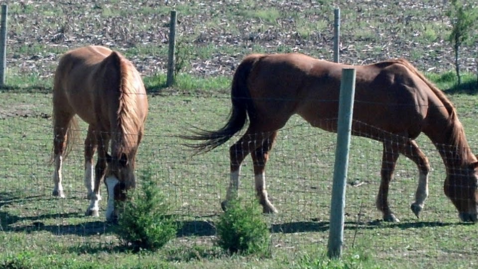 Tennessee Walking Horse or Arabian