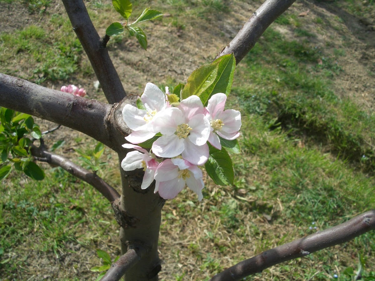 Apple tree (Melo)