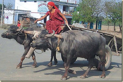 tharu woman with a buffalo-cart