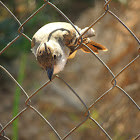 Short-Crested Flycatcher