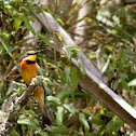 Cinnamon-chested bee-eater