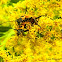 Goldenrod Soldier Beetles