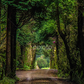 by Jesus Rivero - Landscapes Forests