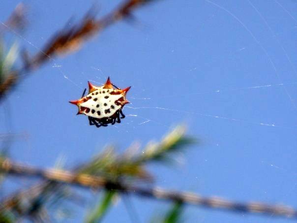 Araña Soldado / Spiny Orb Weaver