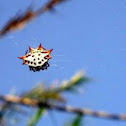Araña Soldado / Spiny Orb Weaver