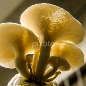 My White Umbrellas_II by Shadat Hossain - Nature Up Close Mushrooms & Fungi