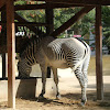 Zebra de grevy