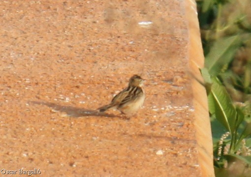 [Trist 2 - Congost 200809[10].jpg]