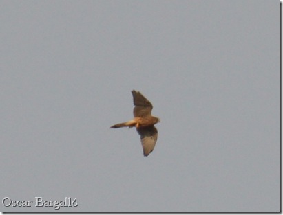 Xoriguer comú F 5 - Congost 200809