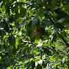 Apple Tree - Apples