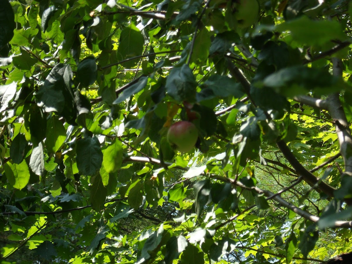 Apple Tree - Apples
