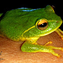 Stuart's Shrub Frog