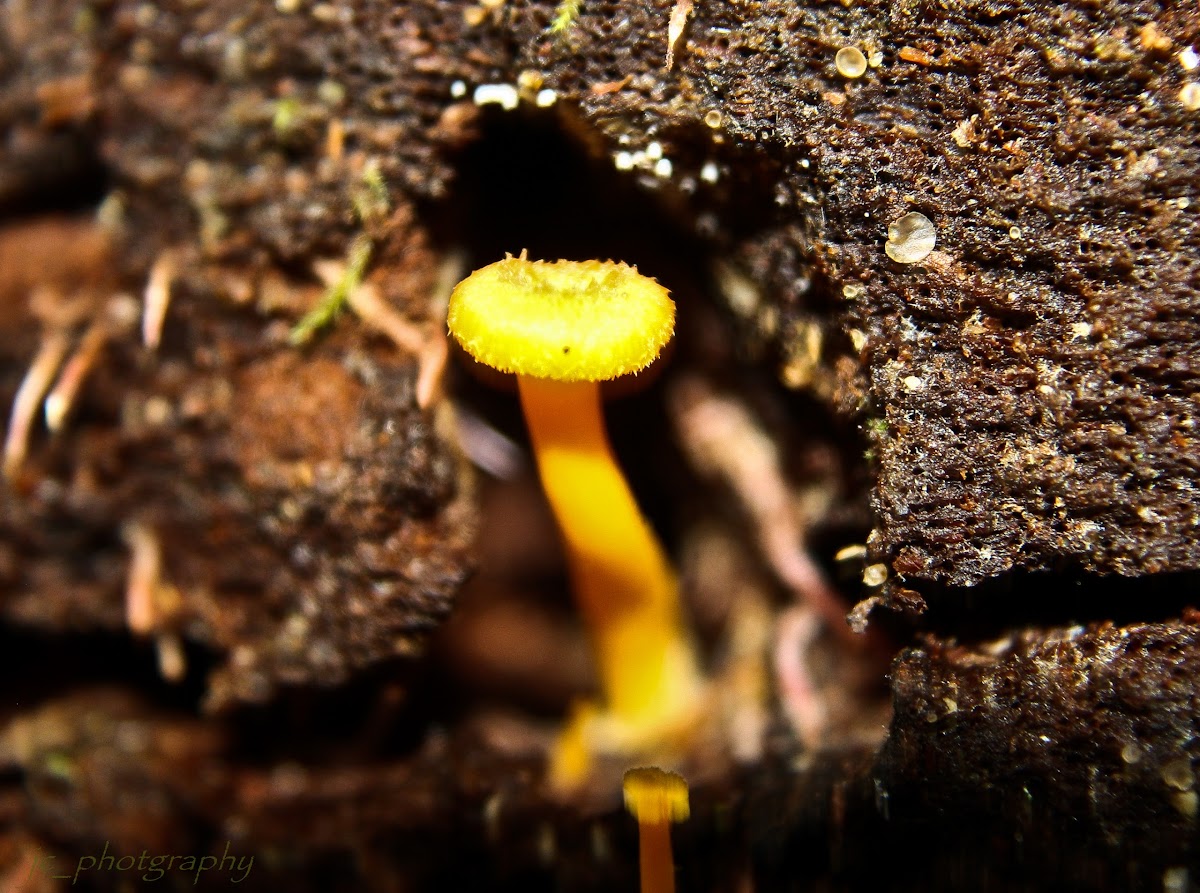 Nested Waxcap